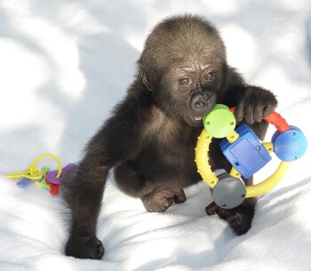 Bangori Baby Western Lowland Gorilla - Bangori gets a bath